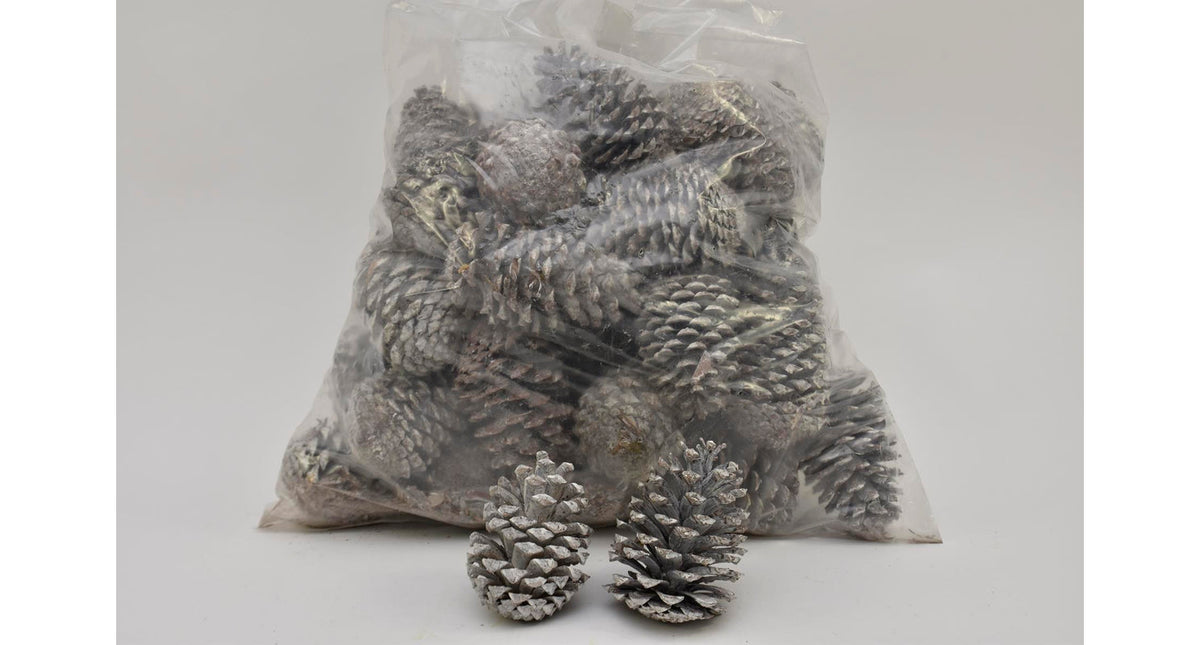 Pinus maritima 14-18 cm white washed poly 50 pc