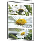 Greeting cards Sigel DC171 Flowers Universal 220 gsm assorted 25 pieces