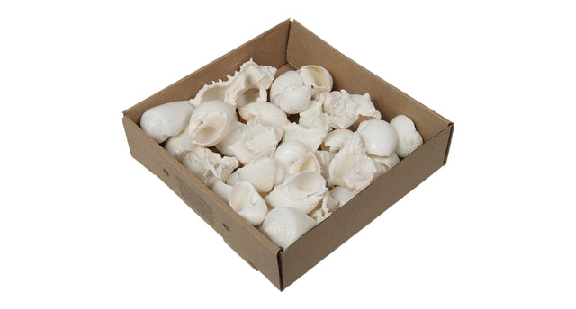 W b. mixed shells a bleach 500 gr.